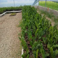 فروش زامفولیا بلک و سبز