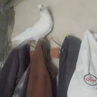 کفتر غریب|پرنده|زرین دشت (همدان), |دیوار