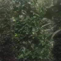 کامیس یاس شیشه شور شمشاد نعنایی|خدمات باغبانی و درختکاری|خرمآباد (تنکابن), |دیوار