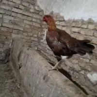 مرغ لاری اصیل نسل قدیم|حیوانات مزرعه|سراب, |دیوار