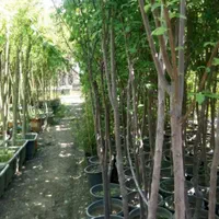 نهال های عاری از بیماری تحت نظر جهاد کشاورزی|خدمات باغبانی و درختکاری|اصفهان, جلوان|دیوار