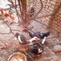 اردک خارجی ب فروش میرسد