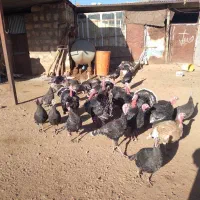 فروش بقلمون|حیوانات مزرعه|کوهدشت, |دیوار