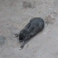 خرگوش لوپی