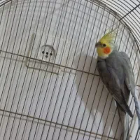 طوطی|پرنده|بروجرد, |دیوار