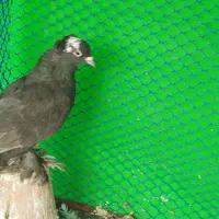 با سلام 10 عدد کبوتر