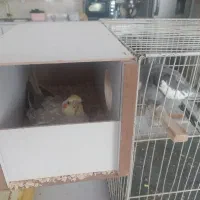 عروس هلندی جفت
