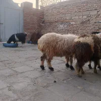 گوشتی|حیوانات مزرعه|خاش, |دیوار