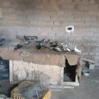 کبوتر
