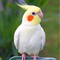 سرپرستی رایگان پرندگان