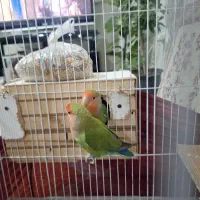 طوطی برزیلی مولد