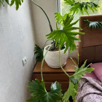 گلدان طبیعی وگلدان بدون گل