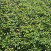 نهال توت فرنگی سابرینا|خدمات باغبانی و درختکاری|دلند, |دیوار