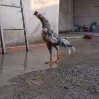 خروس لاری تاج میل|حیوانات مزرعه|محمدیه-قزوین, |دیوار