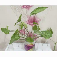 بهترین هدیه روز مادر ، از ۵۰ تا ۲۵۰ هزارتومان