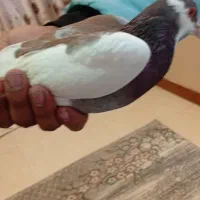 یهودی سرخ|پرنده|مشهد, کوشک مهدی|دیوار