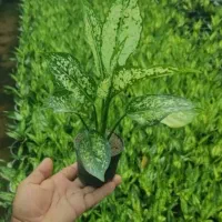 حراج واقعی گل و گیاه