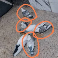 دو‌جفت کبوتر بلژیکی اصیل|پرنده|میانه, |دیوار