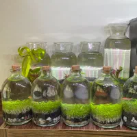 ماهی و تنگ پلنت مناسب هفت سین