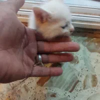 بچه گربه