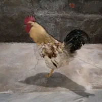 خروس محلی عالی