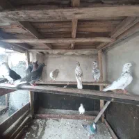 تعدادی ۲۳تاکفتر پرشی دونه ای ۳۰۰ به بالا|پرنده|آمل, |دیوار