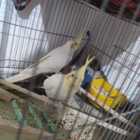 عروس هلندی لوتینو