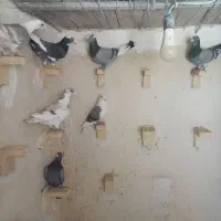 پلاکی