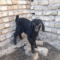 بزبابزگاله