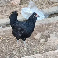 حیوانات مزرعه