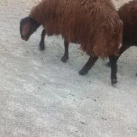 بره نر همو و هترو ژن دار
