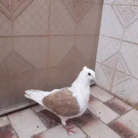 کبوتر  دوکتی|پرنده|اهواز, فاز ۱ پادادشهر|دیوار