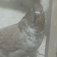 کفتر گرگی و ..|پرنده|چهارباغ, |دیوار