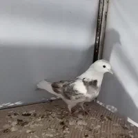 کبوتر|پرنده|ایوان, |دیوار