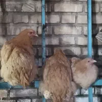 مرغ ویروس برهما