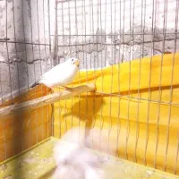 انواع ومدل ونژاد وزات مختلف فنج ومرغ عشق