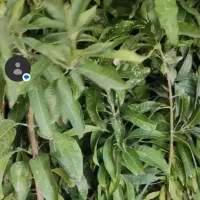 فروش نهال انبه .پیوندخورده پاکستانی ومدلهای مختلف