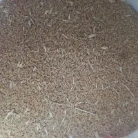 گندم دیم گندم کمباین بوجاریرنشده|عمده‌فروشی|میانه, |دیوار