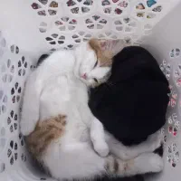 گربه  گمشده