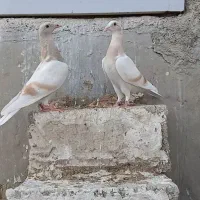 ۵تا جوجه دورگ