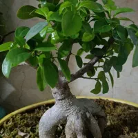 گل گیاه|گل و گیاه طبیعی|جاجرود, |دیوار