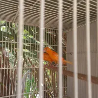 قناری.قناری لاکی .فروش سه جفت باهم|پرنده|اوز, |دیوار