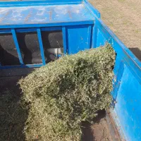 فروش یونجه جزئی و عمده|عمدهفروشی|دشتابی, |دیوار