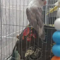 کوتوله|پرنده|یزد, |دیوار