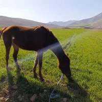 اسب عرب آنگولا