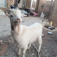 بزغاله نر سانن|حیوانات مزرعه|سبزوار, رباط|دیوار