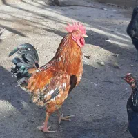 خروس|حیوانات مزرعه|گرمخان, |دیوار