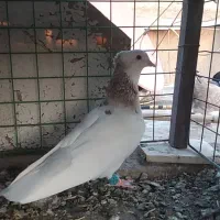 پرنده|پرنده|اسفراین, |دیوار