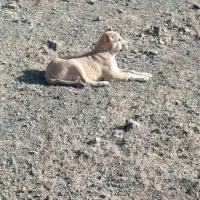 توله سگ پژدر گمشده|سگ|بیلوار, |دیوار