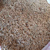جو محلی|خوردنی و آشامیدنی|شیراز, داریون|دیوار